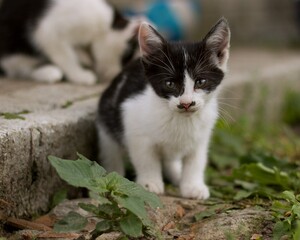 cat with Moustache © Sylwester