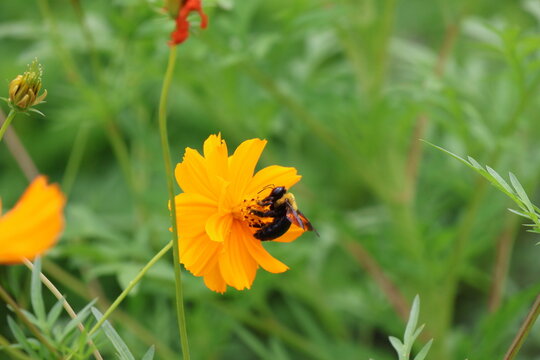 A yellow-chested carpenter bee sipping nectar from a yellow cosmos flower