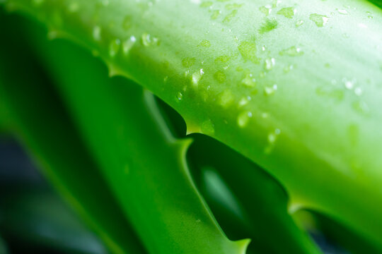 fresh green aloe vera leaves natural organic ingredient for skincare and herbal medicine