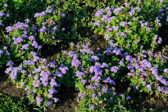 blooming ageratum in the garden