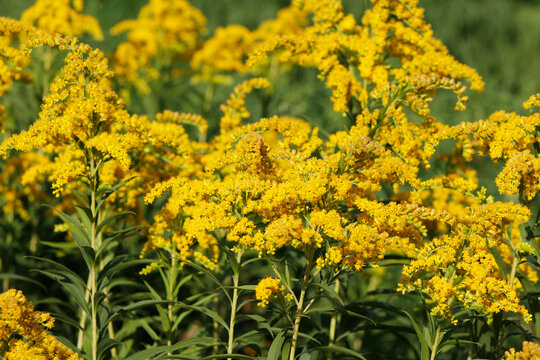 blooming goldenrod in the garden