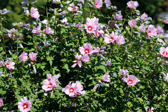 beautiful pink hibiscus in bloom in the garden
