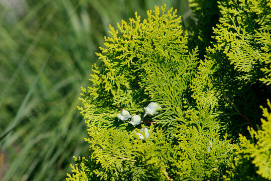 beautiful thuja bush in close-up