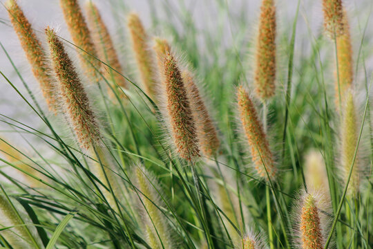 Close-up of the ornamental garden plant Pennisetum