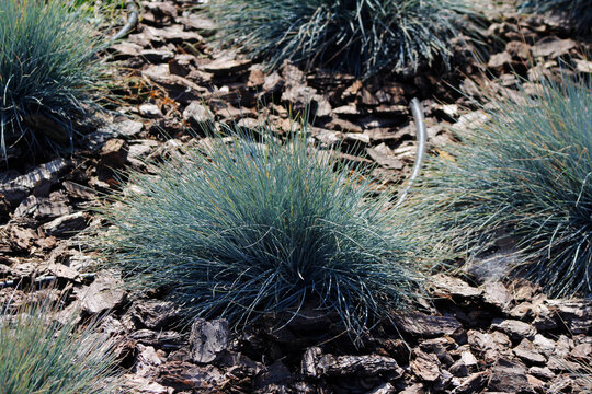 ornamental garden plant, *Festuca amethystina*