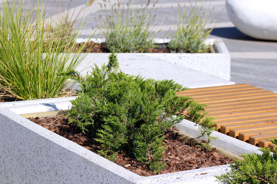 ornamental plants in planters in the park