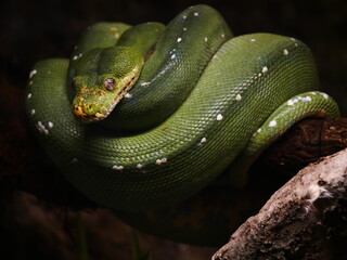 Fototapeta premium serpent vert enroulé
