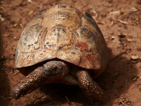 tortue de terre qui avance