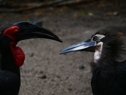 oiseaux mal et femelle qui se regardent