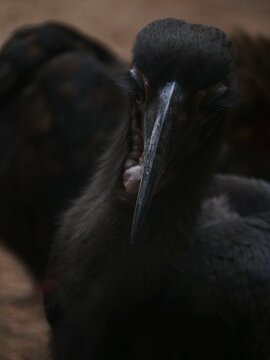 t&ecirc;te d'un oiseau noir