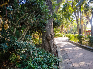 Ancient textured tree trunk stands prominently beside a stone paved walkway in a vibrant sunny public park featuring lush green foliage and bright golden sunlight © Graphixa