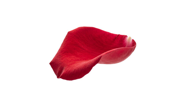 Single red rose petal isolated as transparent PNG cutout, elegant curved flower petal for romance, beauty, botanical design, and floral overlays