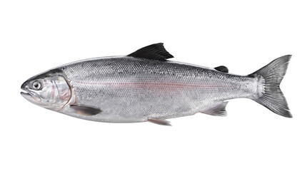 Fototapeta premium Whole silver salmon fish isolated as transparent PNG cutout, fresh raw seafood with scales, fins, tail and natural side profile for food design