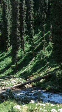 Snow-capped Tianshan mountain, green alpine grassland and forest stream in Xinjiang, China