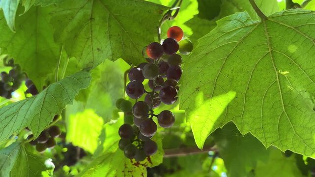 Close-up of a cluster of ripening grapes on a vine in a vineyard