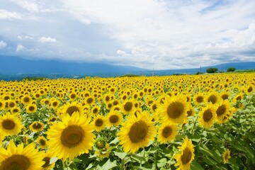 Obraz premium 夏の圧巻のひまわり畑