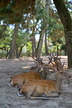 Sacred Deer Resting Near Famous Nara Temple