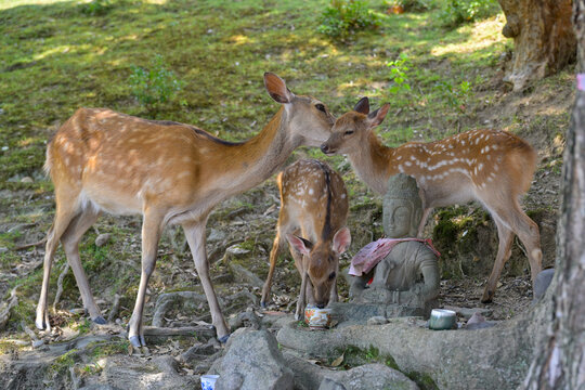 Sacred Deer Resting Near Famous Nara Temple
