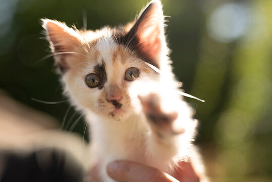 Close-up shot of an adorable small calico kitten with its mouth open meowing, gently held in a hand with a warm, soft-focus green background.