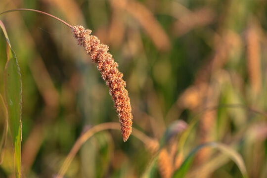 Mature foxtail millet ears growing in farm field