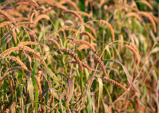 Mature foxtail millet ears growing in farm field