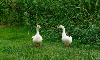 Two white domestic geese walking on green grass © 杜 海珍