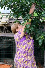 Active 73 years old Russian senior woman does seasonal outdoor activities picking apple near chicken coop. © Tatiana