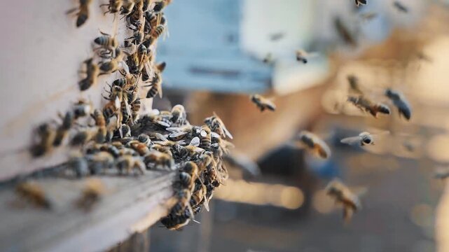 big swarm of honey bees flying in and out around beehive at spring field. close up and slow motion of lot of bees entering and leaving bee hive collecting pollen or nectar.