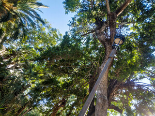 Fototapeta premium Old vintage street lamp stands tall among lush green tropical palm trees and dense forest canopy under a bright clear sunny blue sky in summer