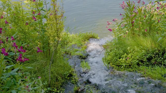 Scenic footage of a small rushing stream flowing through blooming riverbanks with lush green vegetation into a large calm river, representing confluence, natural water cycles and environment
