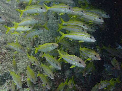 海底の岩肌を泳ぐアカヒメジの群れ（和歌山県・串本）