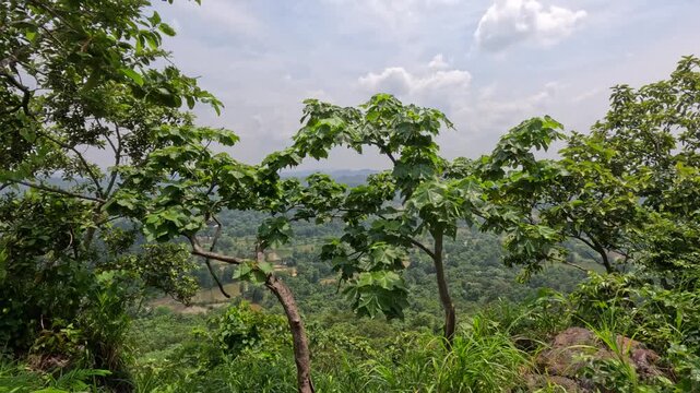 Sal trees in the Jhargram forest in India