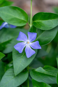 ツルニチニチソウの花