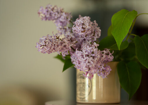 A few fragrant lilac branches in a vintage vase. Syringa vulgaris L. (common lilac) with delicate pale purple flower panicles arranged in a vintage vase, creating an elegant spring floral still life. 
