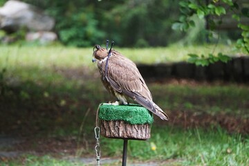 Sokół wędrowny (Falco peregrinus), jeden z najbardziej charakterystycznych ptaków drapieżnych z rodziny sokołowatych. © Adam