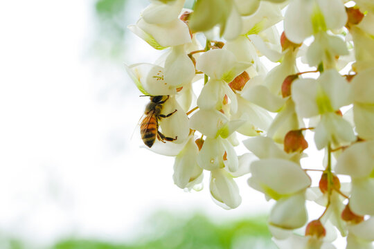 Honey Bee Pollinating White Acacia Flowers in Spring Garden