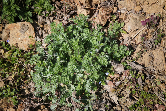 Wild Herbal Medicine Plant Freshly Harvested - Traditional Chinese Chen Mian Yin Herbs Growing in Natural Rocky Terrain
