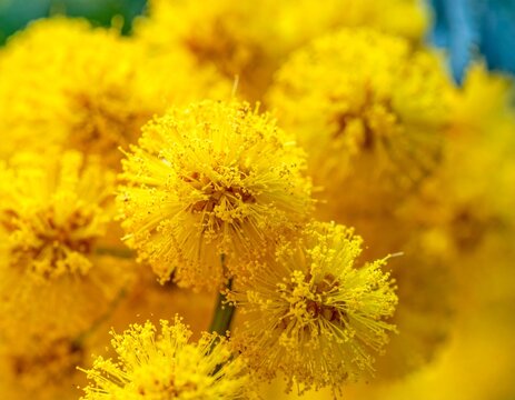 Macro close up of fluffy yellow mimosa pompon blossoms filling the frame, vivid spring floral texture