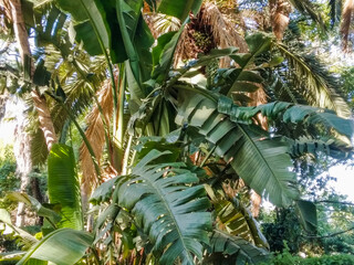 Fototapeta premium Lush tropical banana leaves overlap with fibrous palm fronds under bright natural sunlight in a vibrant summer garden creating a serene and wild organic forest scene