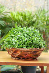 Naklejka premium Fresh Wild Sage Leaves in Traditional Wicker Basket for Qingming Festival Diet and Cooking