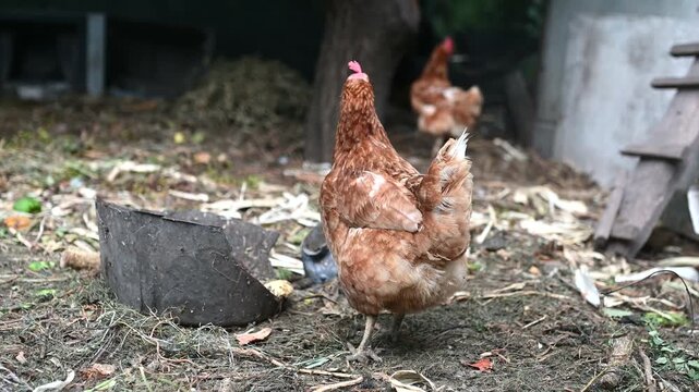 Brown hen walking in a rustic backyard poultry area, with another chicken in the background. The hen stands on natural ground surrounded by dry grass, leaves and farmyard elements. Rural life