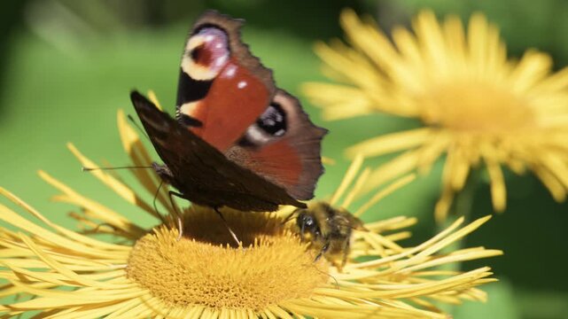 Beautiful butterfly as she takes nectar from a flower.
