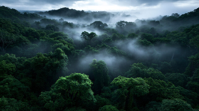 Aerial View of Misty Tropical Rainforest Canopy