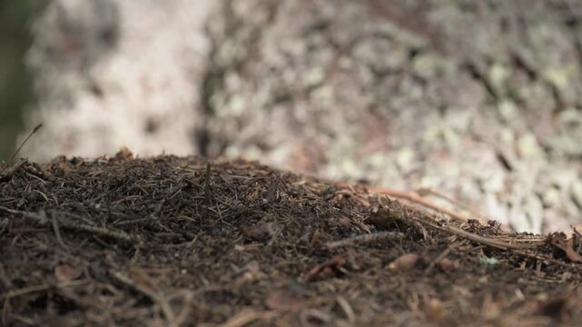 A close-up of an anthill in the wild.
