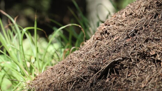A close-up of an anthill in the wild.
