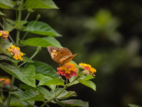 An orange-brown brush-footed butterfly (Nymphalidae) perched on a vibrant cluster of yellow and orange flowers among lush green foliage in a garden.