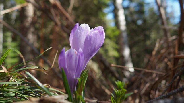 Crocus, genus of seasonal flowering plants in family Iridaceae iris. Saffron crocus sativus. Snow crocus. Naked boys or Naked ladies. Dutch or Common crocus. Forest spring flowers on Zlatibor, Serbia.