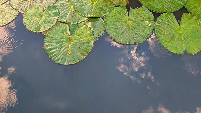 Top-down view of green lily pads floating on calm dark water, reflecting clouds and warm sunlight, with gentle ripples disturbing the peaceful pond surface.