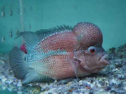 fish in aquarium
flowerhorn cichlid tropical fish with prominent head hump swimming in aquarium