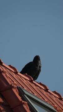 Crow raven roof A large black crow perched on red clay roof tiles against a clear blue sky